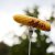 Fredde foldable Barbecue Fork